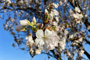 ... im und um den Giebel herum blühen die Obstbäume - herrlich! Foto: GOEDE