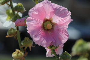 Malvenblüte im Juni 2021. Foto: GOEDE