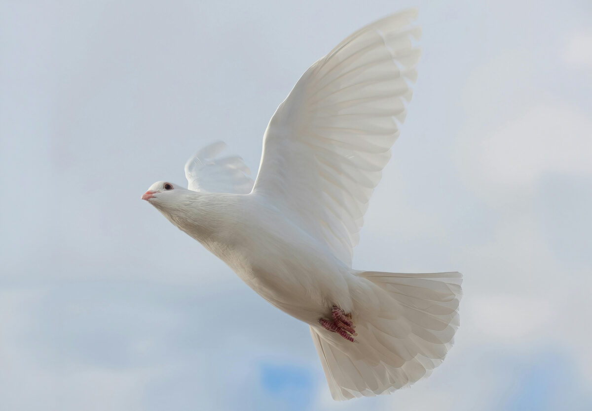 weiße Taube, © https://www.pexels.com/de-de/foto/natur-vogel-fliegen-weiss-19915968/